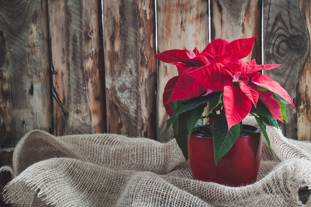 Poinsettias. Everyone’s Favourite Holiday Flower – Give Yours A Boost!