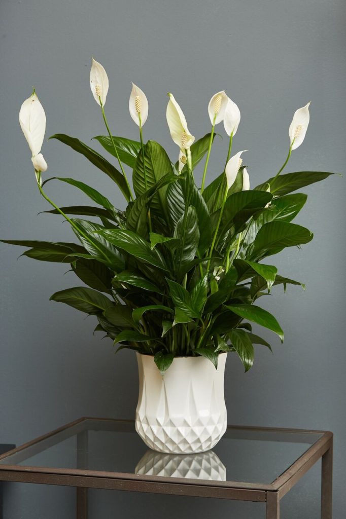 peace lily for air purification