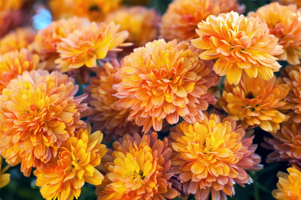 garden mum for air purification