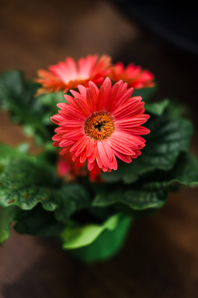 Clean Your Air!  6 of the Best Plants for Air Purification