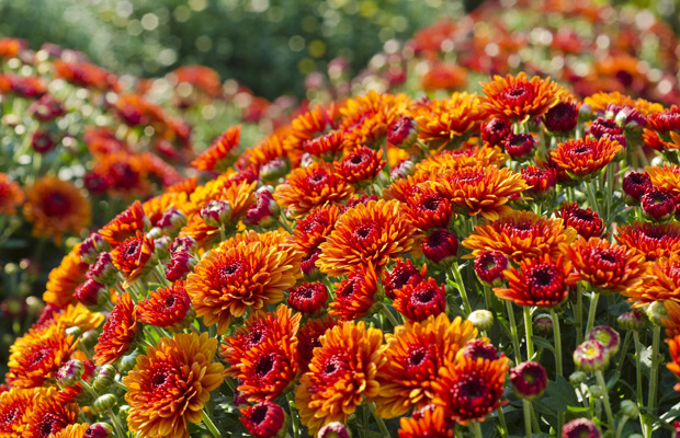 Autumn mums